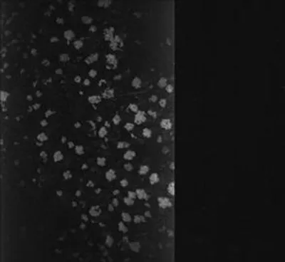 Produktbild von Motorama-Poverty