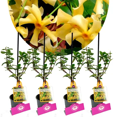 Obrázek produktu pro Sada 4 kusů "Hvězda Toskánska" - Trachelospermum jasminoides - výška 25 cm - květináč 9 cm