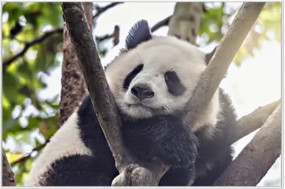 Produktbild von Wallario Wandbild Schlafender Panda in einem Baum, Größe: 61 x 91,50 cm, Poster mit weißem Aluminiumrahmen
