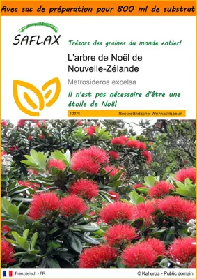 Image de SAFLAX Garden in the bag - L'arbre de Noël de Nouvelle-Zélande - 300 graines - Metrosideros