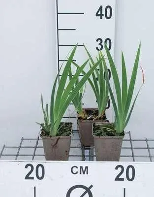 Obrázek produktu pro 6 x Iris (pum.) 'Brassie' - Kosatec - květináč 9 x 9 cm