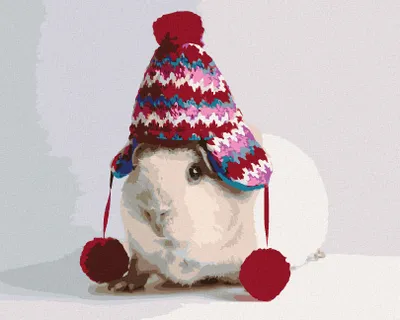Produktbild von Zuty - Malen nach Zahlen - MEERSCHWEINCHEN MIT WEIHNACHTSMÜTZE, 40x50 cm, mit Keilrahmen (bereits gespannt)