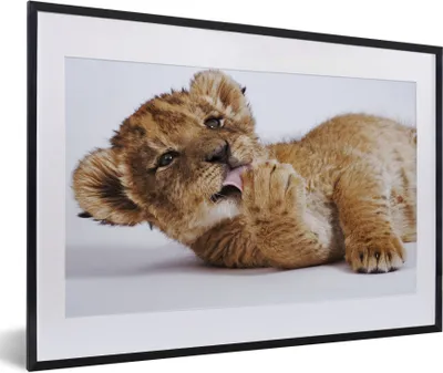 Produktbild von MuchoWow® Gerahmtes Poster Löwe - Weiß - Tiere 60x40 cm - Poster mit Schwarzem Bilderrahmen Wandposter Rahmen Foto Bilder - Schlafzimmer - Plakat in Rahmen - Drucken