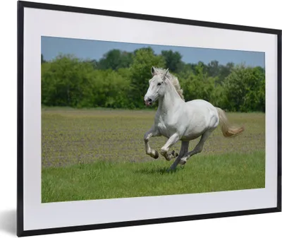 Produktbild von MuchoWow® Gerahmtes Poster Pferde - Natur - Weiß 60x40 cm - Poster mit Schwarzem Bilderrahmen Wandposter Rahmen Foto Bilder - Schlafzimmer - Plakat in Rahmen - Drucken