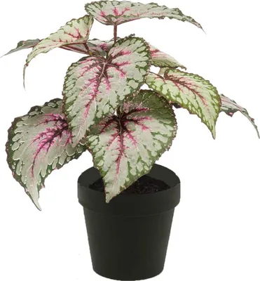 Produktbild von artplants.de Kunstpflanze Blattbegonie Meira, grün-rosa, 25cm - Deko Buntnessel