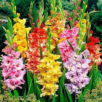 Produktbild von Gladiole Gladiolus Schwertblume Sommerblühende Gerüschte Gladiole mix 50 St.