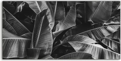 Produktbild von Coloray - Glasbild - 100x50 cm - Wandbild - Glasbilder - Wand Kunst Bild Tropische Palmen Natur
