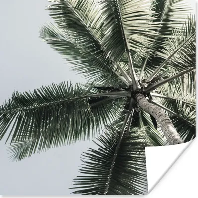 Produktbild von MuchoWow® Poster Palme - Tropisch - Sommer 100x100 cm - Babyzimmer