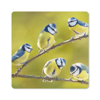 Produktbild von MuchoWow® Mauspad Mousepad Vogel - Blaumeise - Äste - Sonne 20x20 cm - Mousepads - Maus Mat - Pad - Mausunterlage - Desk Mat - Bureauartikeln