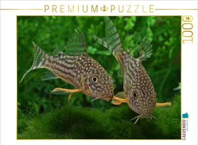 Produktbild von CALVENDO Puzzle Corydoras sterbai - Gelbflossen Panzerwels | 1000 Teile Lege-Größe 64 × 48 cm Foto-Puzzle für glückliche Stunden