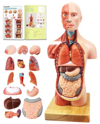 Torso-Anatomiemodell 28 cm, 15 abnehmbare Teile, pädagogisch