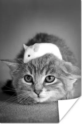 Produktbild von MuchoWow® Poster Katze und Maus - schwarz und weiß 20x30 cm - Papierdruck