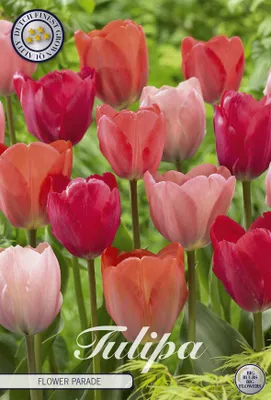 Artikelbild 2 von 'Tulpe Flower Parade (10 Stück)' aus der Kategorie Tulpenzwiebeln