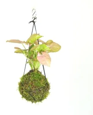 Produktbild von Gardners Kokedama Syngonium Pink Neon (M)