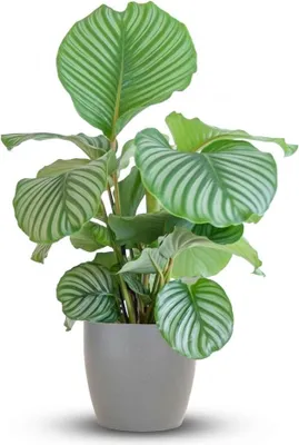 Image de Green boutiQ - Plante d'intérieur - Plante paon - Calathea Orbifolia - Vert - Peu d'entretien - 1 plante - avec pot gris - Pot 21 cm - Hauteur 60 à 70 cm