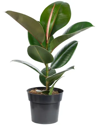Produktbild von Pflegeleichter Gummibaum - Ficus elastica 'Robusta' - ca. 45 cm hoch, Topf-Ø 17 cm