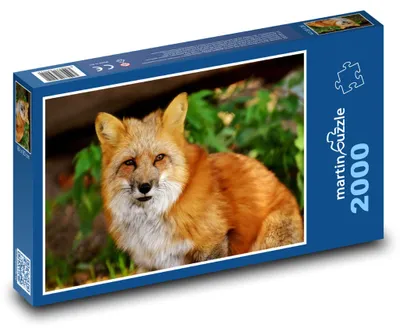 Obrázek produktu pro martinpuzzle - Puzzle 2000 - Liška - divoké zvíře, les