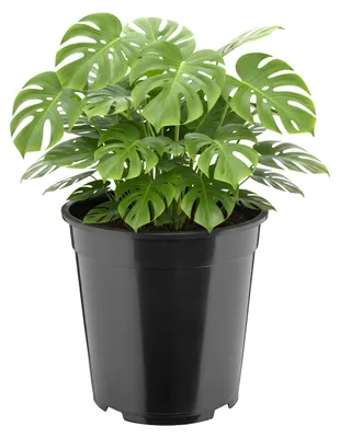 Image de Pot de fleurs rond en plastique noir de la marque Garronda, avec trous de drainage (Ø27 x 24 cm, 9,5L), modèle GD-KW-RH