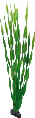 Obrázok produktu pre Hobby Vallisneria, 60 cm