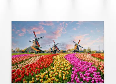 Produktbild von Leinwandbild Tulpenwiese Bunt 90x60 DD120334 Keilrahmenbild Wandbild Floral
