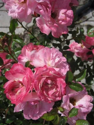Produktbild von Zwergrose Flirt 2011 ® - Rosa Flirt 2011 ® - ADR Rose - Lillyputs ® - Kordes-Rose