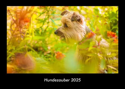 Produktbild von Hundezauber 2025 Fotokalender DIN A3