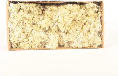 Produktbild von INNA-Glas Dekoratives Moos SVEINBJÖRN, Elfenbein, 500g - Echtes Isländisches Moos