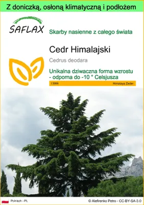 Zdjęcie produktu dla SAFLAX - Garden to go - Cedr Himalajski - 35 Nasiona - Z doniczką, pokrywą klimatyczną i podłożem do uprawy - Cedrus deodara