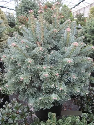 Produktbild von Zwergige Korktanne - Abies lasiocarpa Compacta - 50-60