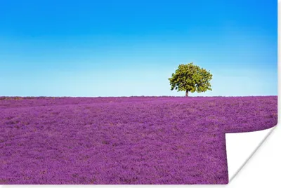 Produktbild von MuchoWow® Poster Baum - Lila - Himmel - Lavendel 120x80 cm - Bilder