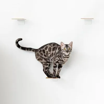 Image de Ensemble d'échelles pour chats, 3 pièces, blanc, liège, 16 x 12 cm
