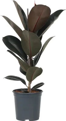Image de Caoutchouc - Ficus Elastica 'Abidjan' - Hauteur 75-100cm - ⌀24cm