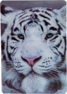 Produktbild von 3 D Magnet Tiger, weiß, 11x7,5cm, Kühlschrankmagnete Tier, 3D Magnete für Magnettafel