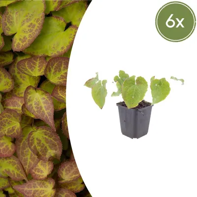 Image de Epimedium perralc. 'Frohnleiten' | 6 plantes - 10-25cm - Ø9cm - Plante de jardin