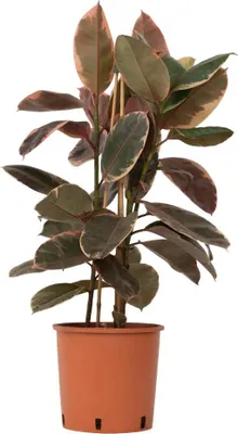 Zdjęcie produktu dla Figowiec sprężysty - Ficus Elastica 'Belize' - Wysokość 75-100cm - ⌀24cm