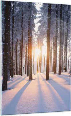 Produktbild von Bilder auf glas - Einteilig - Wald Winter Schnee - 70x100cm - Glasbilder - Wandbilder - Bilder - zum Aufhängen bereit - Wanddekoration aus Glas - Glas Bilder - Wandbild auf Glas - GPA70x100-3629