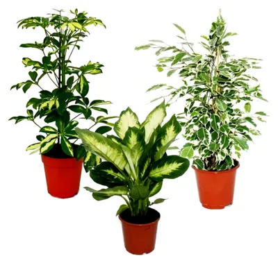 Produktbild von Zimmerpflanzen-Trio "Weißbunt" - Set mit 3 verschiedenen panaschierten Pflanzen - Dieffenbachia - Schefflera - Ficus