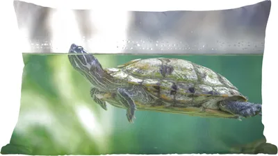 Produktbild von MuchoWow® Zierkissen Sofakissen Wohnzimmer Dekokissen 60x40 cm Nahaufnahme einer Schildkröte - Kopfkissen - Polster mit Foto