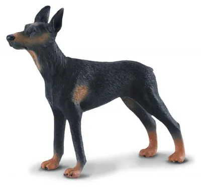 Zdjęcie produktu dla Figurka psa rasy doberman Collecta