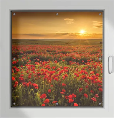 Produktbild von Wallario Lichtschutzbild, Dekorativer Sichtschutz Sonnenschutz 96 x 100 cm mit Motiv: Mohnblumenwiese bei Sonnenuntergang am Abend - Verdunklung ohne Bohren