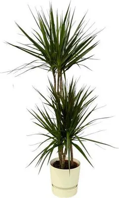 Obrázek produktu pro Dracaena Marginata – dračí strom – pokojová rostlina cca 120 cm – Ø 21 cm – včetně květináče Greenville bílý D24xV23
