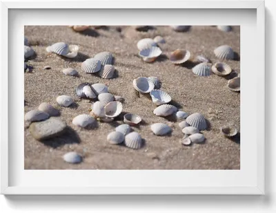 Produktbild von Muscheln am Strand– Wandbild mit Rahmen – Gerahmtes Bild  – Wanddekoration – 70x50 cm –  Schwarz Rahmen