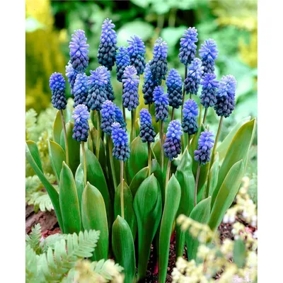 Obrázok produktu pre MUSCARI Latifolium 10ks