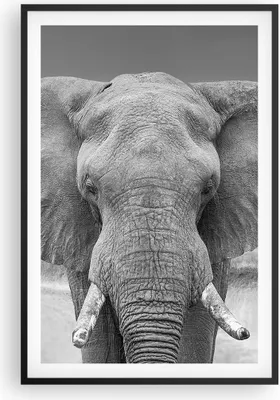 Produktbild von Gerahmtes Poster - Schwarzer Rahmen - Elefant Afrika Tier - 61x91,5 cm - Wand Bild - Wanddeko - Wandbilder - Kunstposter - Wandposter - Bilderrahmen - Bilder - Kunstdruck - P2BPA61x91-5072