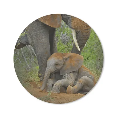 Produktbild von MuchoWow® Mauspad Mousepad Elefant - Tiere - Sand - Natur 50x50 cm - Mousepads - Maus Mat - Pad - Mausunterlage - Vinyl