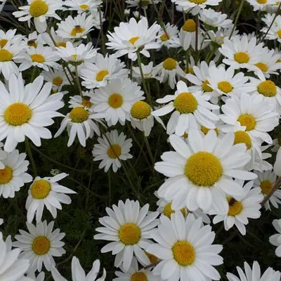 Obrázek produktu pro 6 x Hvozdík karpatský - Anthemis carpatica 'Karpatenschnee' | Topf 9cm x 9cm