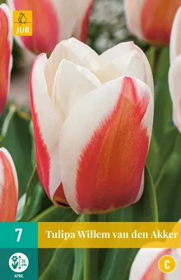 Artikelbild 1 von 'Tulpe Willem Van Den Akker (7 Stück)' aus der Kategorie Greigii-Tulpen