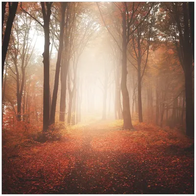 Produktbild von Wallario Premium Glasbild, freischwebende Optik, kräftige Farben, Größe 50 x 50 cm Motiv Herbstwald - Weg zu einer Lichtung im Wald