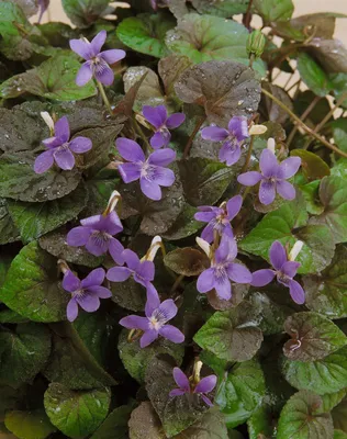 Produktbild von Viola labradorica, Labradorveilchen, violett, ca. 9x9 cm Topf