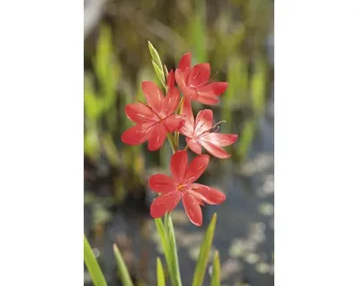 Obrázek produktu pro Říční lilie FloraSelf Schizostyllis coccinea 'Major' květináč Ø 18 cm
